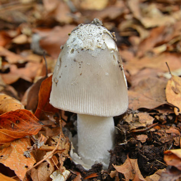 istock amanita mairei mushroom 840154014