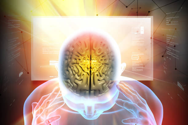3d illustration of human brain anatomy