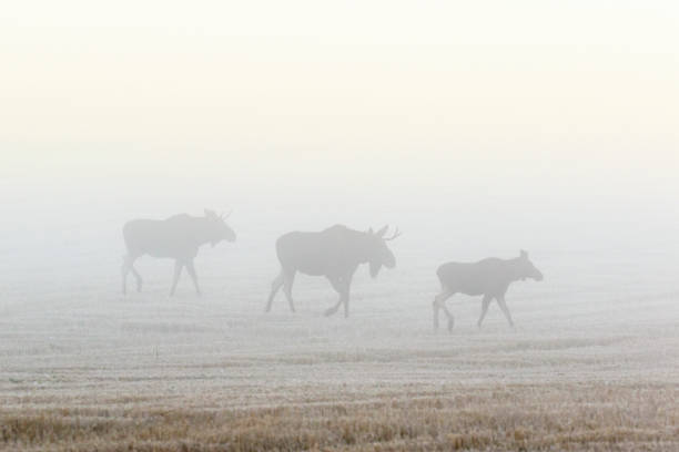 istock Bull moose walking on a field in autumn mist 840155048
