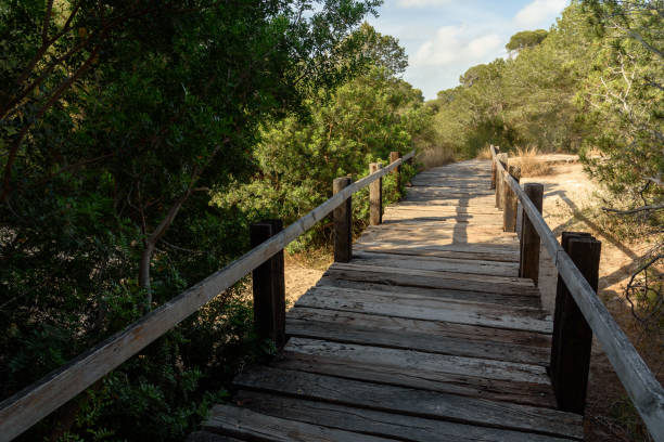 istock Walkway made of planks in the forest 840155108