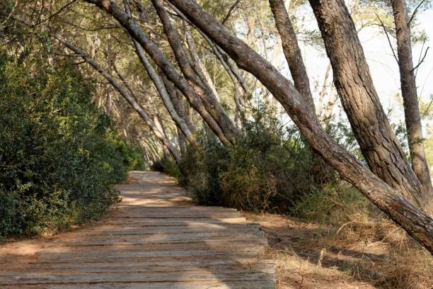 istock Walkway made of planks in the forest 840155202