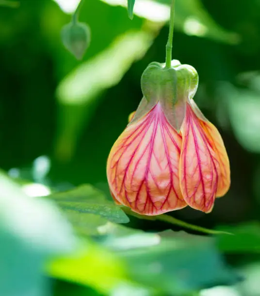 Single Abutilon Pictum aka Red Vein Indian Mallow, Chinese Lantern flower growing in it's natural garden setting with it's own foliage as the back drop.