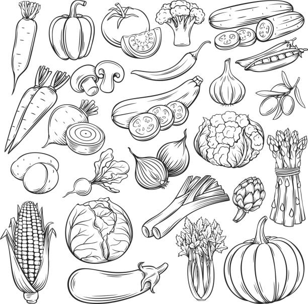 Vector hand drawn vegetables icons set Vector hand drawn vegetables icons set. Sketch style collection farm product restaurant menu, market label. pen and ink stock illustrations