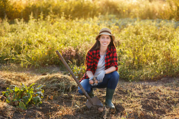 istock woman gardener with potatoes 840158886