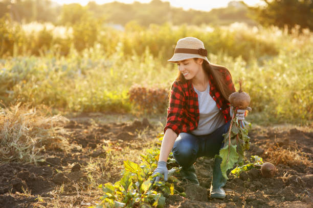 istock woman gardener with beet 840159110