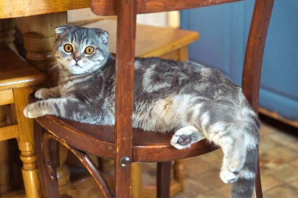 istock The cat sits on a wooden chair under the table 840160008