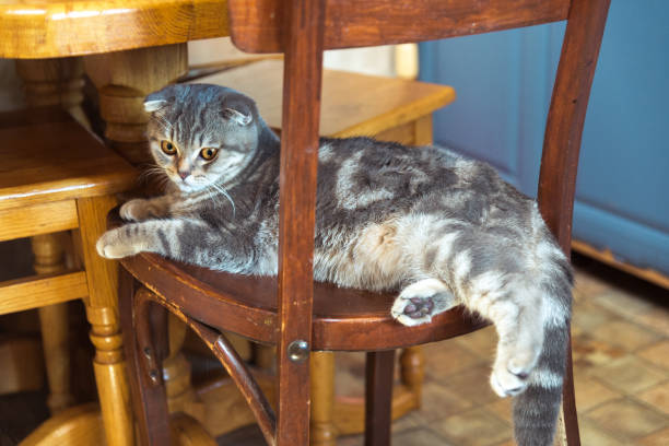 istock The cat sits on a wooden chair under the table 840162170
