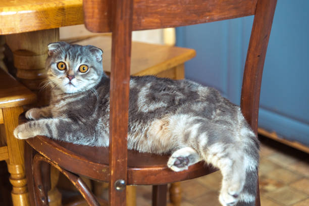istock The cat sits on a wooden chair under the table 840162202