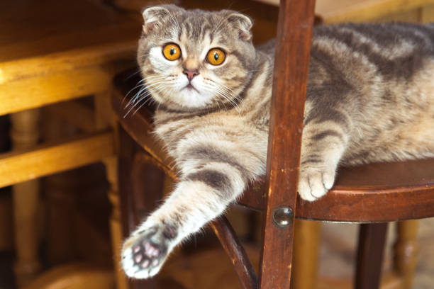 istock The cat sits on a wooden chair under the table 840162290