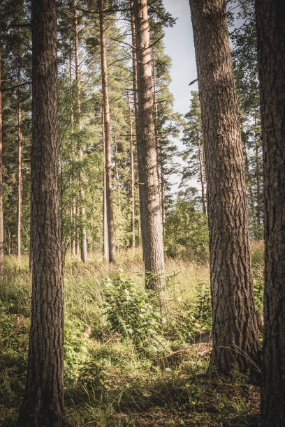 Sunny morning, forest, pine, needles,