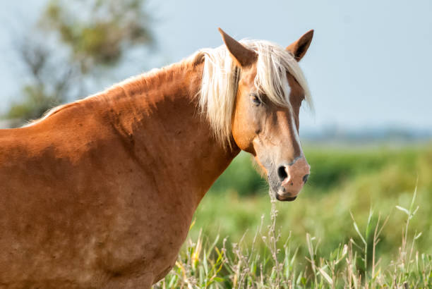 istock Camargue wild horse close-up 840165980