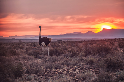 A male ostrich at sunset running over the Karoo plains Karoo National Park Beaufort West Western Cape South Africa