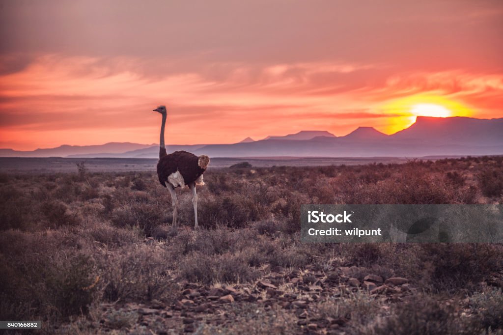 Male Ostrich at Sunset A male ostrich at sunset running over the Karoo plains Karoo National Park Beaufort West Western Cape South Africa South Africa Stock Photo