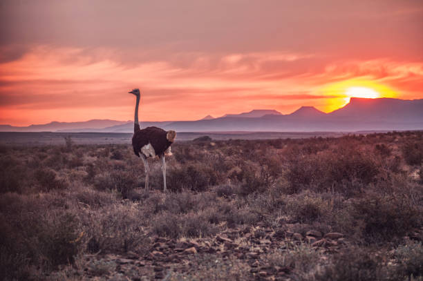 Male Ostrich at Sunset A male ostrich at sunset running over the Karoo plains Karoo National Park Beaufort West Western Cape South Africa ostrich stock pictures, royalty-free photos & images
