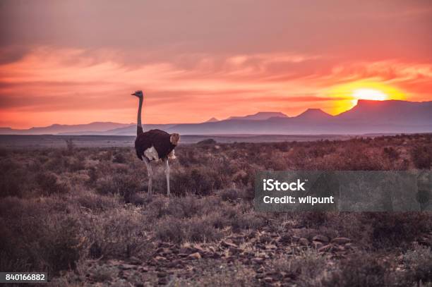 Male Ostrich At Sunset Stock Photo - Download Image Now - South Africa, Ostrich, The Karoo