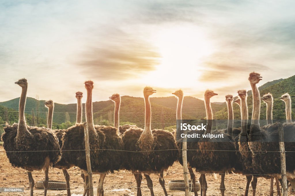 Female Ostriches at sunset A group of female ostriches facing the camera standing together looking Oudtshoorn Western Cape South Africa Ostrich Stock Photo