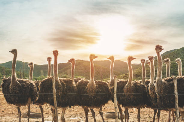 Female Ostriches at sunset A group of female ostriches facing the camera standing together looking Oudtshoorn Western Cape South Africa ostrich stock pictures, royalty-free photos & images