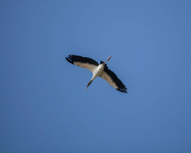 단일 woodstork 새 밝은 푸른 하늘에 비행 - audubon park zoo 뉴스 사진 이미지