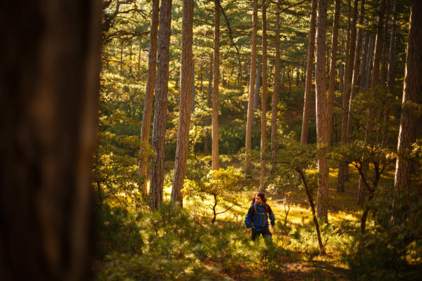 istock Bearded hiker man walks in a pine yellow autumn forest. Backpacker hipster enjoys fall landscape 840167376