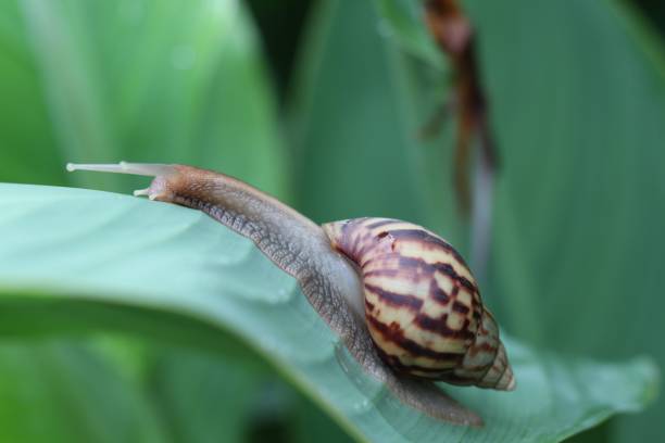 istock Snail on green leaf in the nature background 840169988