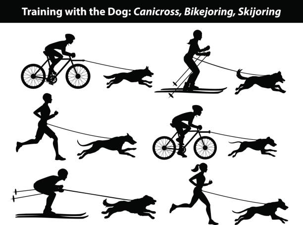 ausbildung ausübung mit hund: canicross, bikejoring, skijöring silhouetten eingestellt - langstreckenlauf stock-grafiken, -clipart, -cartoons und -symbole
