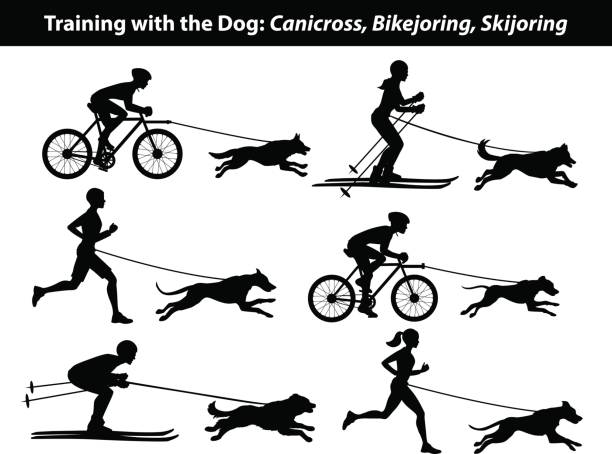 Training Exercising with dog: canicross, bikejoring, skijoring silhouettes set Training Exercising with dog: canicross, bikejoring, skijoring silhouettes set distance running stock illustrations