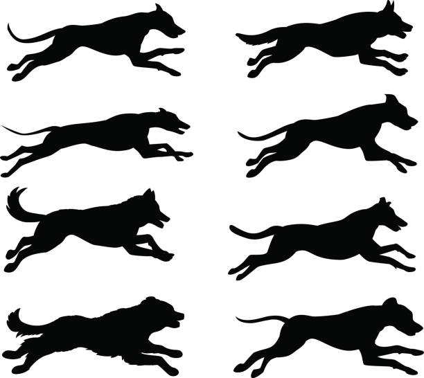 ilustracja wektorowa sylwetki biegania psów - german shepherd illustrations stock illustrations