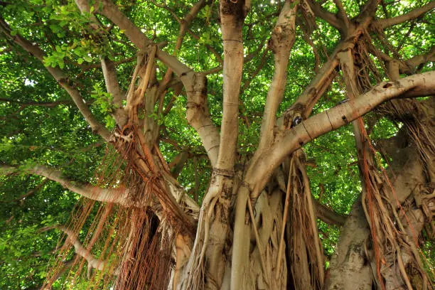 Photo of Branches of the beautiful Banyan tree in Bayside shopping mall in Downtown Miami