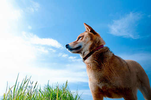 Japanese midget Shiba of my pet staring at the distance under the blue sky at a grassy plain