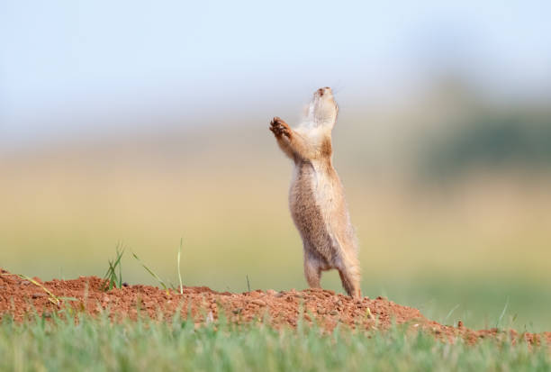 Black Tailed Prairie Dog