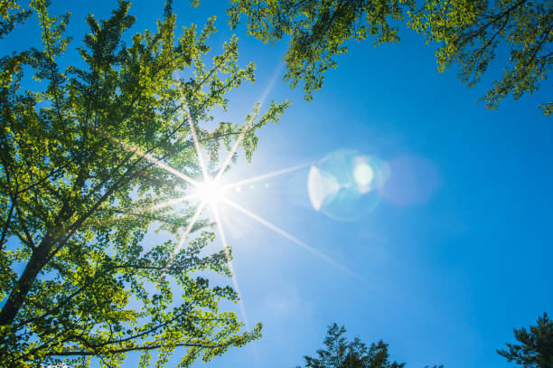 A blue sky and solar brightness to show through the tree of ginkgo