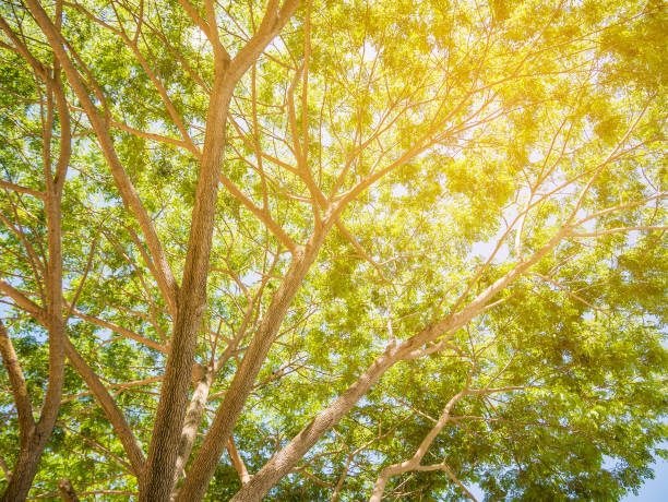 istock nature green wood tree backgrounds 840188838