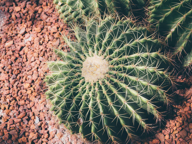cactus in the garden vintage tone
