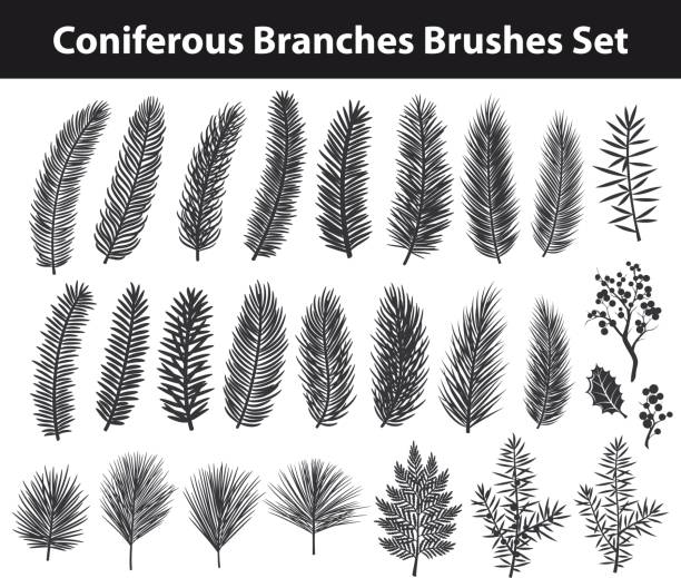 illustrations, cliparts, dessins animés et icônes de collection de conifères evegreen branches silhouettes - pine needle