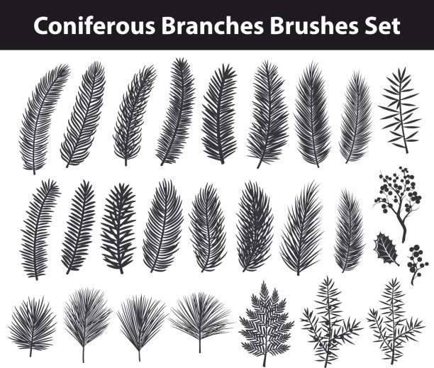 Collection of Evegreen coniferous trees branches silhouettes Collection of Evegreen coniferous trees branches silhouettes Brushes in black color for your christmas, winter, seasonal designs. included in brush library. needle plant part stock illustrations