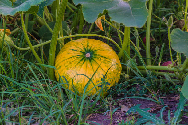 istock yellow squash in the garden 840195774