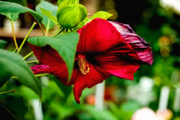 Red hibiscus in formal garden