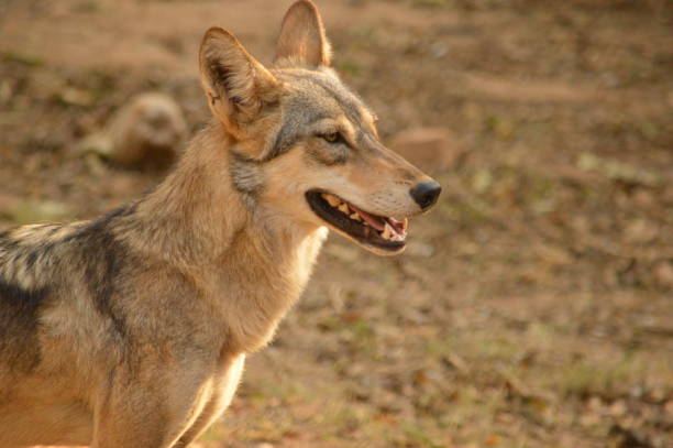 istock Dog Close up Stock Image 840198714