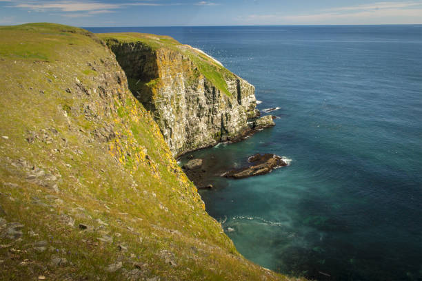 istock sunshine at Cape St. Mary's Ecological Reserve 840198898