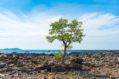 Ngapali beach, Myanmar. Lonely tree. Copy space for text