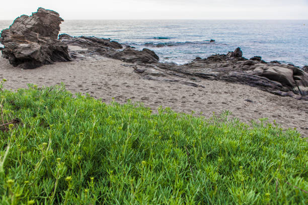 Crithmum maritimum, known as samphire at Malaga Coast, Spain Crithmum maritimum, known as samphire at Wilches Beach, Torrox Coast, Malaga, Spain salicornia stock pictures, royalty-free photos & images