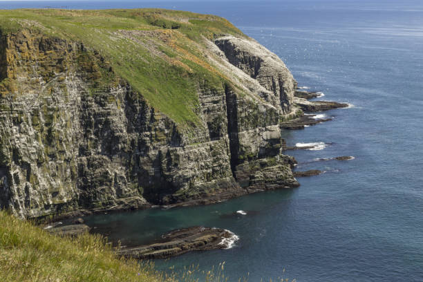 istock sunshine at Cape St. Mary's Ecological Reserve 840201896