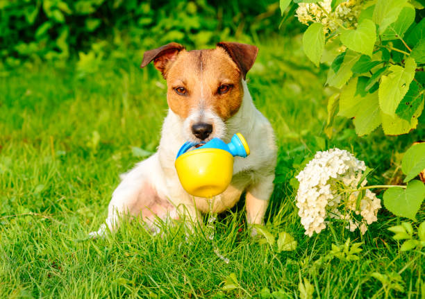 istock Dog as amusing gardener pouring water from watering can 840202822