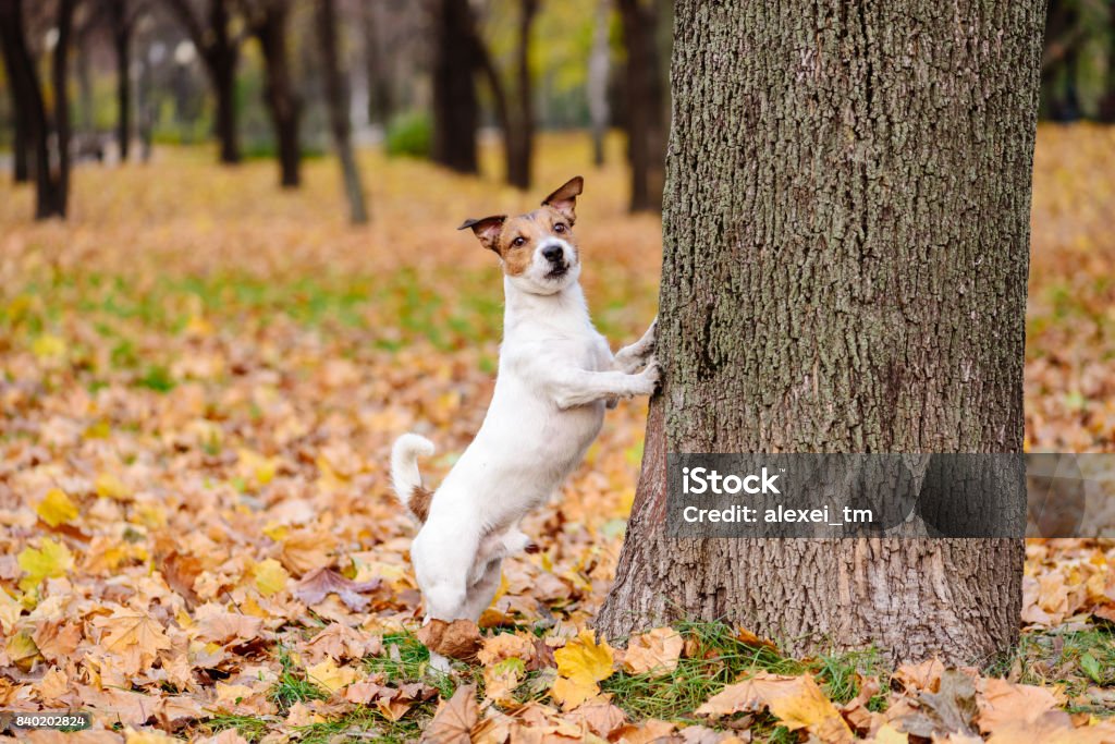 Pattes de chien mignon à marcher à l’automne debout parc sur hind - Photo de Animal de spectacle libre de droits