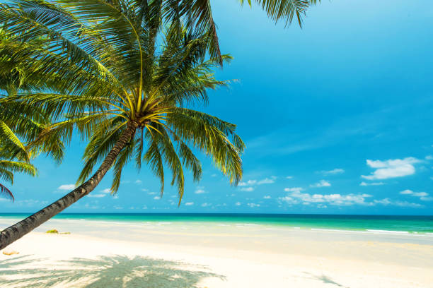 istock Beautiful tropical beach with coconut tree palm 840206666