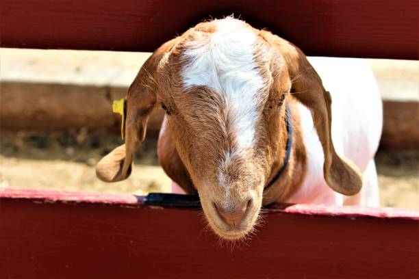 istock Goat In The Pasture 840209126
