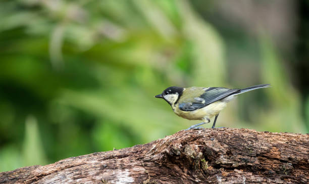istock Beautiful Great Tit bird Parus Major on tree stump in forest landscape setting 840212684