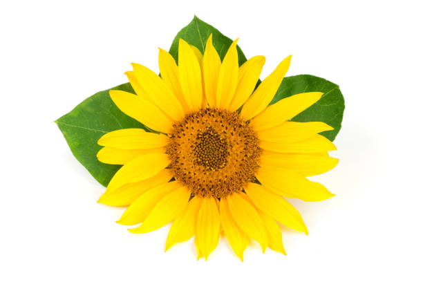 istock sunflower with leaves isolated on white background close-up 840212718
