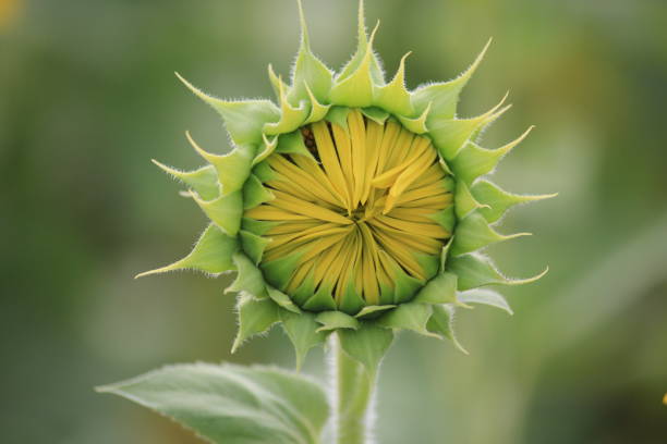 istock An isolated young sunflower bud 840213102