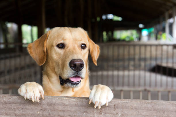 istock Brown dog stood and wait over the cage 840214326